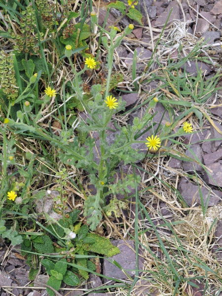 sticky groundsel / Senecio viscosus