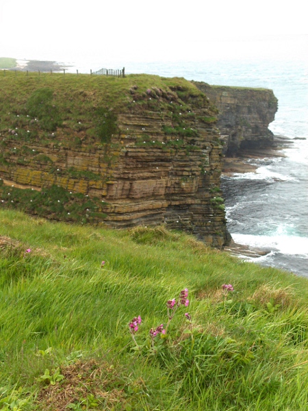 red campion / Silene dioica: The range of _Silene dioica_ extends to colder climates than the more Mediterranean _Silene latifolia_; in this image, _Silene dioica_ is growing close to sea level near John O’Groats.