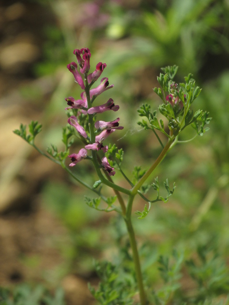 common fumitory / Fumaria officinalis: _Fumaria officinalis_ has medium-sized flowers with a spathulate lower petal and small sepals.