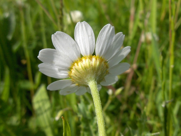 corn chamomile / Anthemis arvensis: Inflorescence