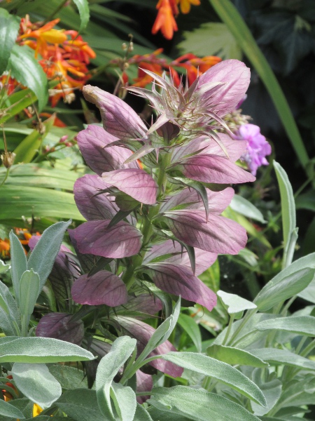 spiny bear’s breech / Acanthus spinosus: The bracts in the inflorescence of _Acanthus spinosus_ have longer, stiffer spines than those of _Acanthus mollis_.