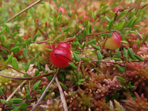 small cranberry / Vaccinium microcarpum