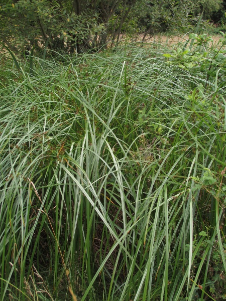 galingale / Cyperus longus: _Cyperus longus_ grows in marshes and wet ditches across much of England and Wales, although it may only be native in a few locations along the south and west coasts.