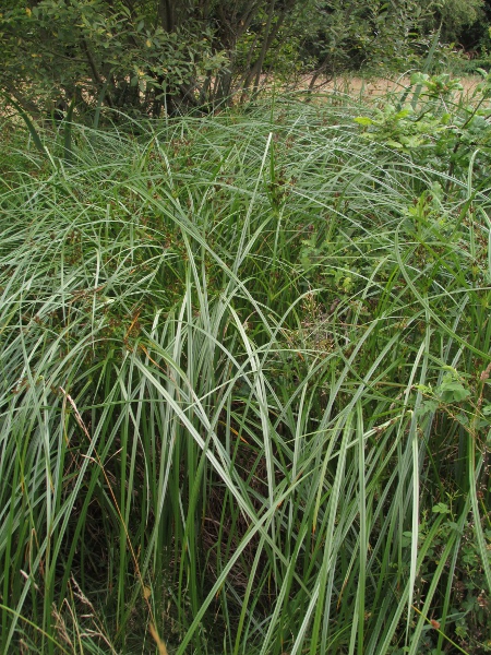 galingale / Cyperus longus