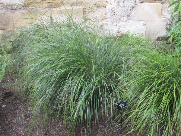 pheasant’s-tail / Anemanthele lessoniana: _Anemanthele lessoniana_ is an ornamental grass from northern New Zealand, where it is known as ‘gossamer-grass’.