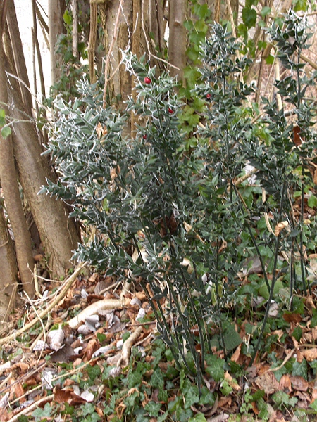 butcher’s broom / Ruscus aculeatus: _Ruscus aculeatus_ grows natively in dry woodland in southern Devon and Cornwall, south-eastern England, southern East Anglia and the Gower Peninsula (VC41), but is also a popular garden plant.