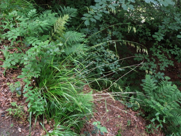 wood fescue / Drymochloa sylvatica: _Drymochloa sylvatica_ grows on steep, often rocky slopes in shady woodland, mostly over slightly basic rocks; it is most frequent in Northern Ireland, northern England and central Scotland.