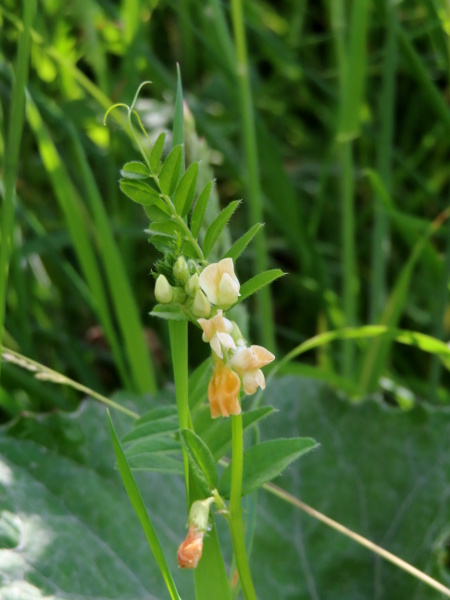 bush vetch / Vicia sepium: In _Vicia sepium_ var. _ochroleuca_, the flowers are cream-coloured.