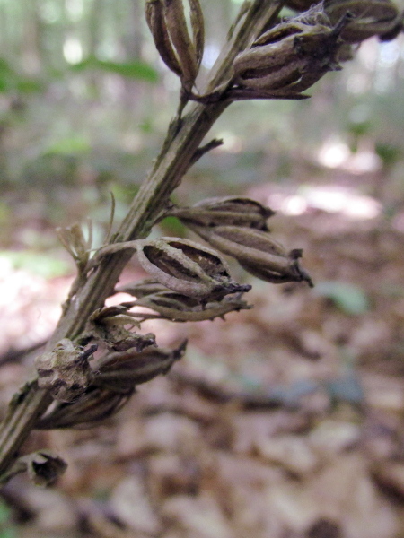 bird’s-nest orchid / Neottia nidus-avis