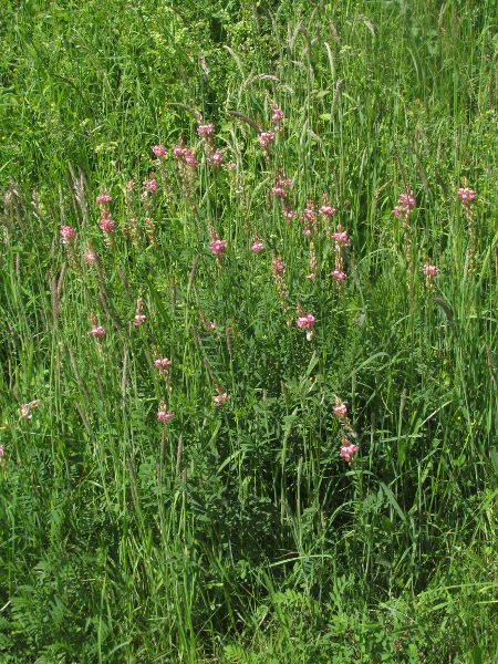 sainfoin / Onobrychis viciifolia: _Onobrychis viciifolia_ is native on chalk and limestone downland in southern and eastern England, but is also naturalised outside this range.