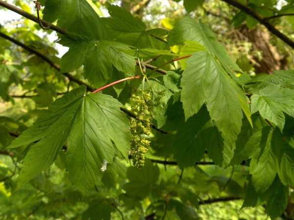 sycamore / Acer pseudoplatanus: _Acer pseudoplatanus_ is a well naturalised large tree; unlike _Acer platanoides_, its flowers appear once the leaves have emerged.