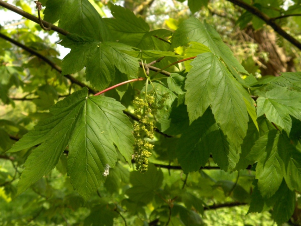 sycamore / Acer pseudoplatanus