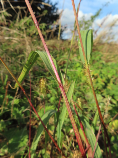 knotroot bristle-grass / Setaria parviflora: Leaf-sheath