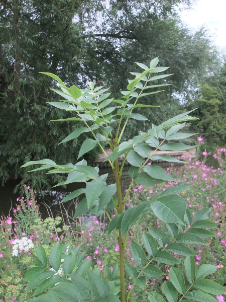 ash / Fraxinus excelsior: Young tree