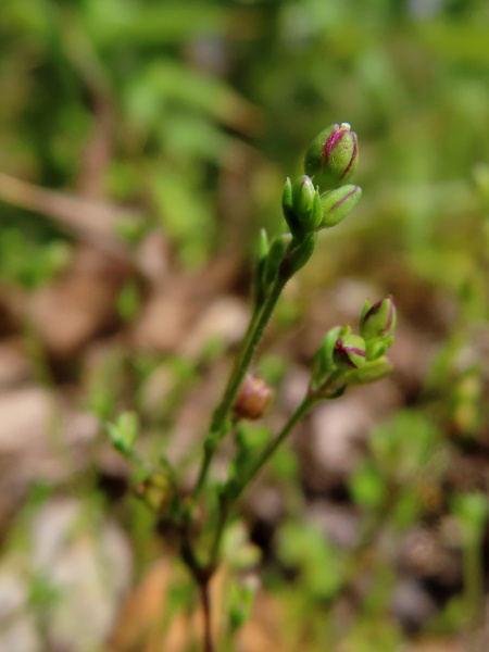 slender pearlwort / Sagina filicaulis: The sepals of _Sagina filicaulis_ are typically pinkish red along their margins, unlike the white-edged sepals of _Sagina apetala_.