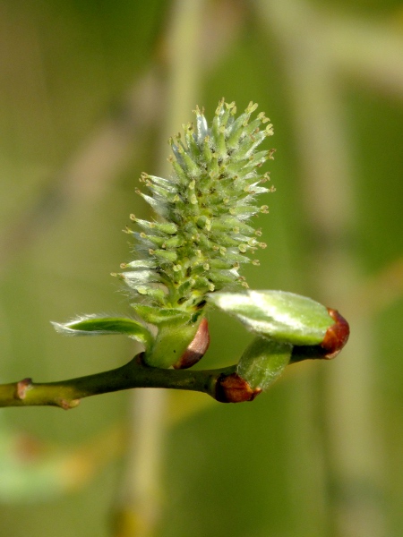 goat willow / Salix caprea