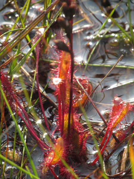 great sundew / Drosera anglica: The leaves of _Drosera anglica_ are longer and narrower than those of our other _Drosera_ species. Despite its name, it is most common in north-western Scotland.