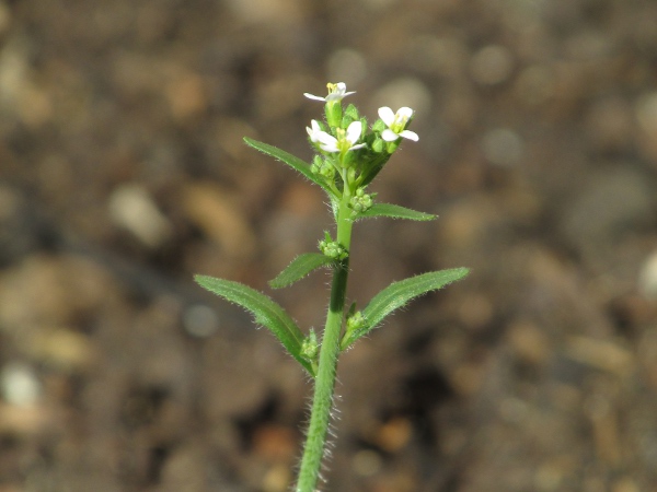 Thale cress / Arabidopsis thaliana: Inflorescence