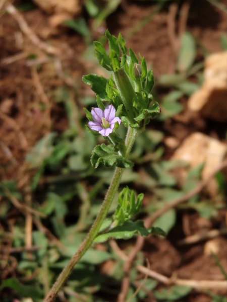 Venus’ looking glass / Legousia hybrida: _Legousia hybrida_ is a declining arable weed with small pink or purple flowers and elongated fruits.