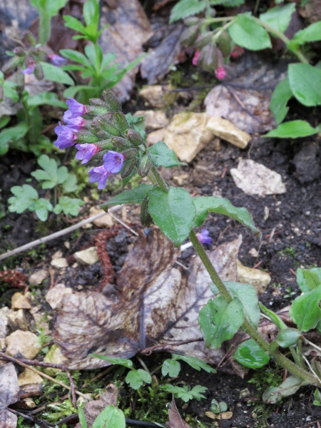 Suffolk lungwort / Pulmonaria obscura