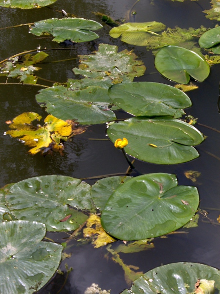 yellow water-lily / Nuphar lutea: _Nuphar lutea_ grows in slow-moving or stagnant water across most of the British Isles.
