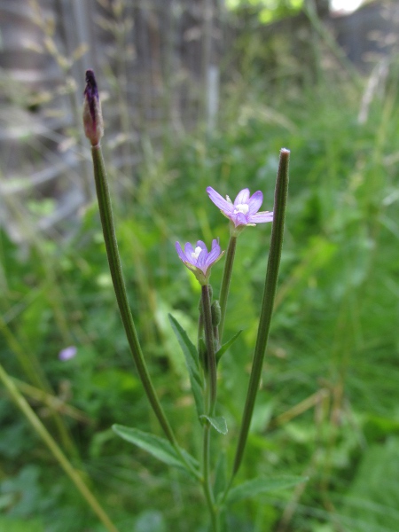 square-stalked willowherb / Epilobium tetragonum: _Epilobium tetragonum_ is very close to _E. obscurum_, but has longer capsules and no patent glandular hairs on the hypanthium.