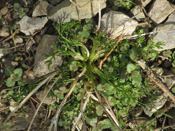 honewort / Trinia glauca: Leaf rosette