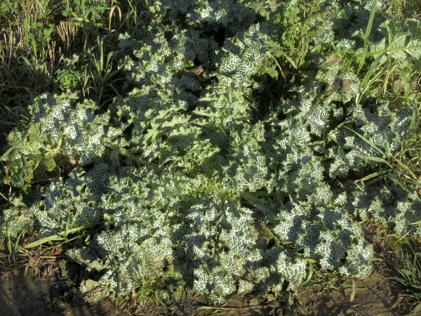 milk thistle / Silybum marianum