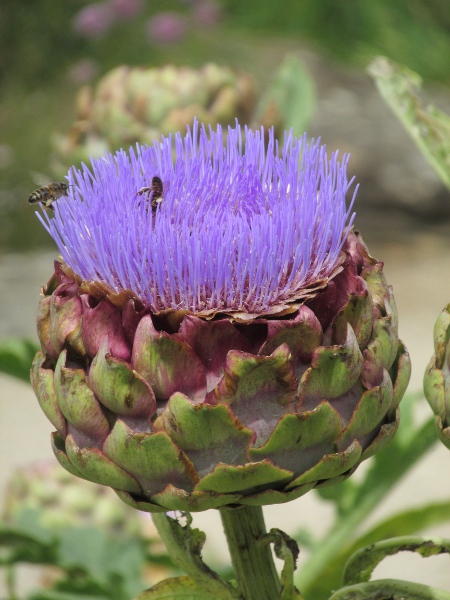 globe artichoke / Cynara cardunculus: In _Cynara cardunculus_ var. _scolymus_, the phyllaries are simple and rounded; in var. cardunculus_, they bear a long spine.