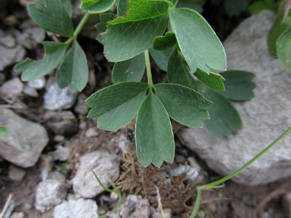 sibbaldia / Sibbaldia procumbens: The leaves of _Sibbaldia procumbens_ are trifoliate with each leaflet being 3-lobed at the tip, distinguishing it from _Potentilla_ species.