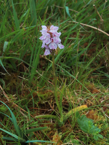 heath spotted orchid / Dactylorhiza maculata: Like _Dactylorhiza fuchsii_, _Dactylorhiza maculatum_ has up to 6 non-sheathing stem-leaves.