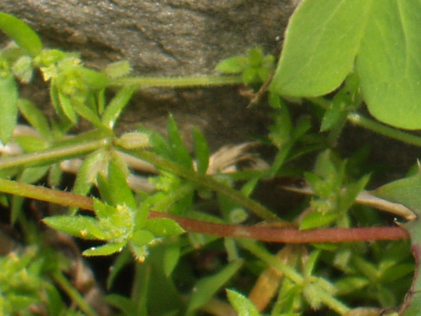 small cleavers / Galium murale: _Galium murale_ has forward-pointing prickles along its leaves and bristly fruits.