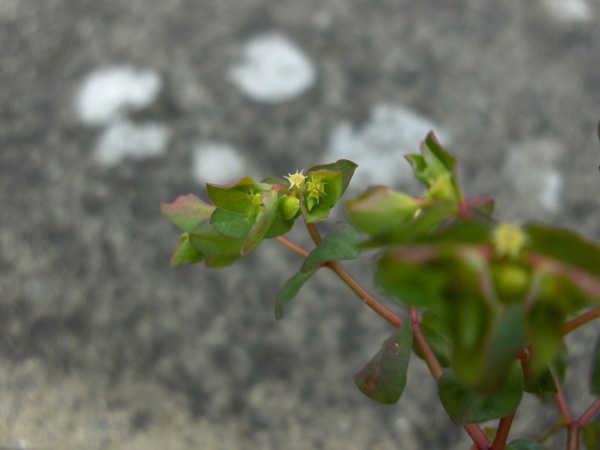 petty spurge / Euphorbia peplus