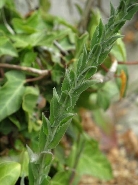 field pepperwort / Lepidium campestre