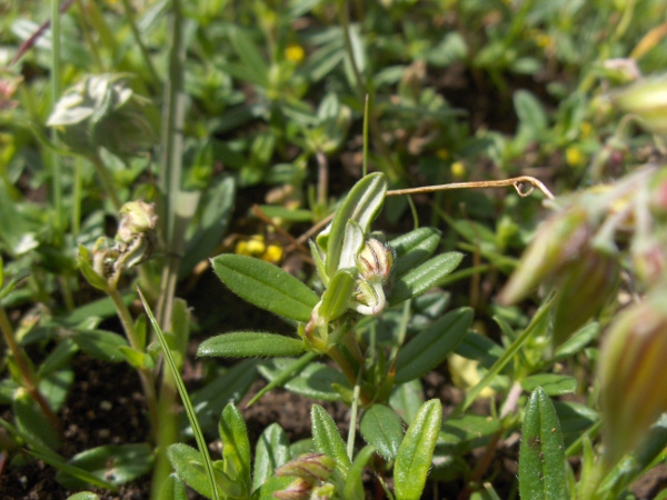 common rock-rose / Helianthemum nummularium: Unlike _Helianthemum oelandicum_, _H. nummularium_ has pairs of stipules at the base of each leaf.