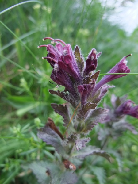 Alpine bartsia / Bartsia alpina: In Britain, _Bartsia alpina_ occurs in a few small areas of northern England – Orton Fells, Upper Teesdale and Great Close Mire (near Malham) – and in the southern Highlands of Scotland, from Glen Lochy to Glen Lyon.