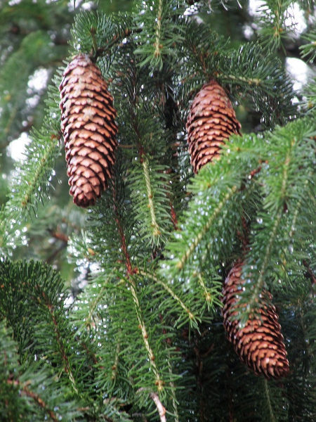 Norway spruce / Picea abies: The cones of _Picea abies_ hang downwards.