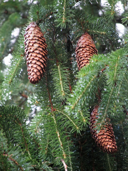 Norway spruce / Picea abies