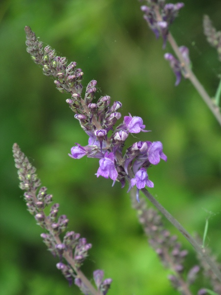 purple toadflax / Linaria purpurea