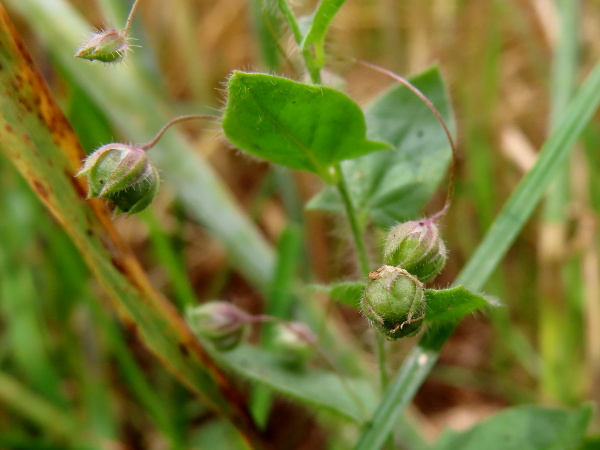 sharp-leaved fluellen / Kickxia elatine: The fruit of _Kickxia elatine_ is a rounded capsule.