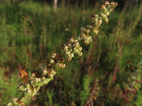 shore dock / Rumex rupestris: The tepals of _Rumex rupestris_ are fairly small, at least in comparison to the large, swollen tubercle on each.