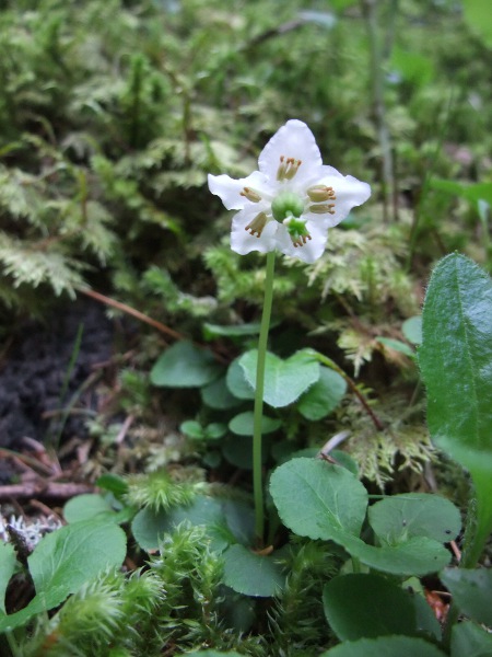 one-flowered wintergreen / Moneses uniflora: _Moneses uniflora_ has a circum-boreal distribution in pine forests; its occurrences in the Scottish Highlands are its westernmost sites in Europe.
