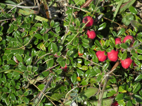 small-leaved cotoneaster / Cotoneaster microphyllus: _Cotoneaster microphyllus_ is closely related to _Cotoneaster integrifolia_, but has smaller leaves and fruit.