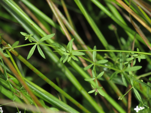 common marsh-bedstraw / Galium palustre: The leaves of the octoploid (or dodecaploid) _Galium palustre_ subsp. _elongatum_ are longer than 20 mm; it is often recognised as a separate species, _Galium elongatum_.