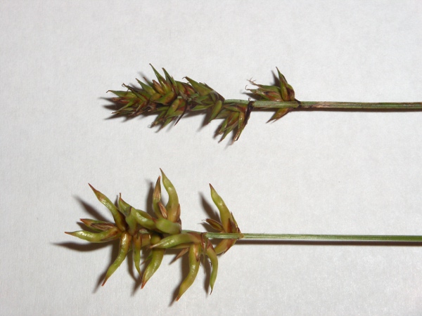 spiked sedge / Carex spicata: Normal inflorescence (above) and one infected by the fly _Wachtliella caricis_ (below)