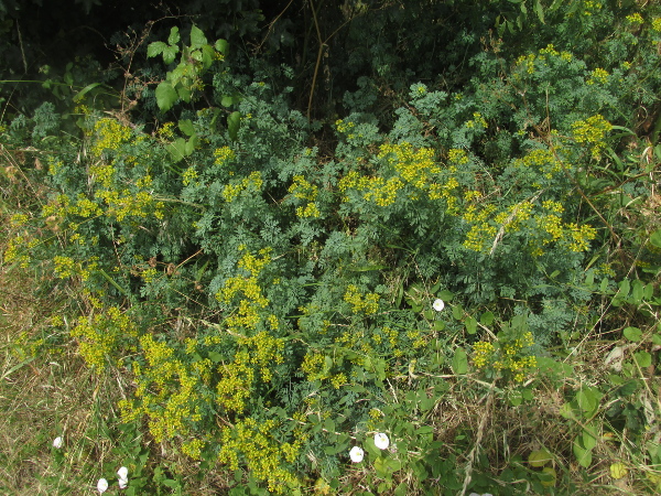 rue / Ruta graveolens: _Ruta graveolens_ is a borderline shrub (woody only at the base) native to parts of the Mediterranean Basin; its sap can cause photophytodermatitis and should be avoided.