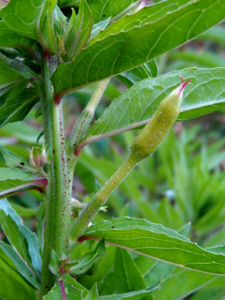 small-flowered evening primrose / Oenothera cambrica