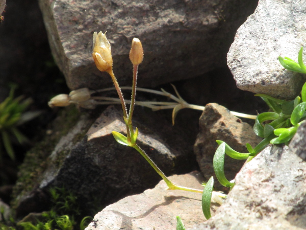 starwort mouse-ear / Cerastium cerastoides