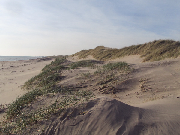 sand couch / Elymus junceiformis: _Elymus junceiformis_ is abundant at the base of new sand dunes, just above the strandline.