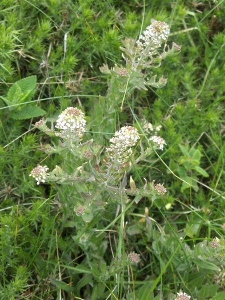 Smith’s pepperwort / Lepidium heterophyllum: _Lepidium heterophyllum_ grows in rocky, acidic soils, especially along the coast.